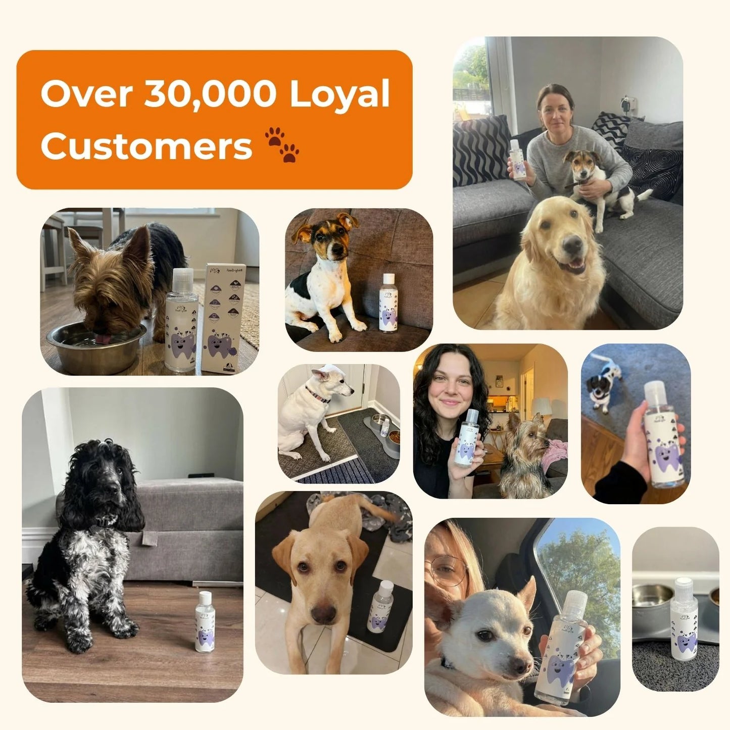 PawBright™ Dental+